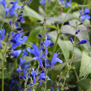 Salvia Blue Butterflies